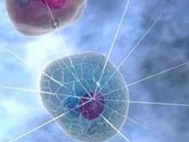 移植2个鲜胚和一个4bb囊胚的话哪个的成功率更高？